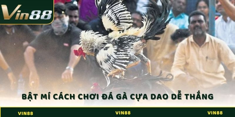 Đá Gà Cựa Dao - Trải Nghiệm Cá Cược Mới Lạ Tại Sân Đấu 3 Bật mí cách chơi đá gà cựa dao dễ thắng nhất