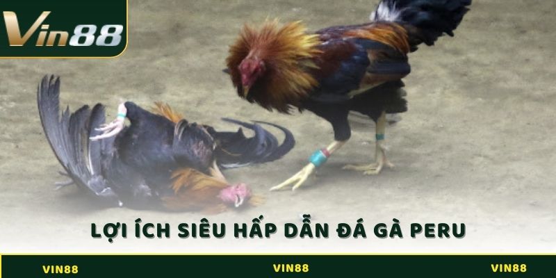 Đá Gà Peru Là Gì? Bí Kíp Giúp Sư Kê Ôm Trọn Tiền Của Nhà Cái 3 Lợi ích siêu hấp dẫn về đá gà Peru