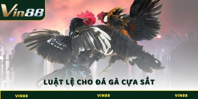 Đá Gà Cựa Sắt - Luật Chơi Chuẩn Nhất Dành Cho Sư Kê 3 Luật lệ cho hình thức tham gia đá gà cựa sắt