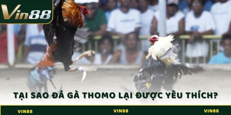 Đá Gà Thomo - Bật Mí Quy Tắc Tham Gia Cá Cược Hiệu Quả 3 Lý do đá gà Thomo lại được nhiều dân chơi cá cược yêu thích