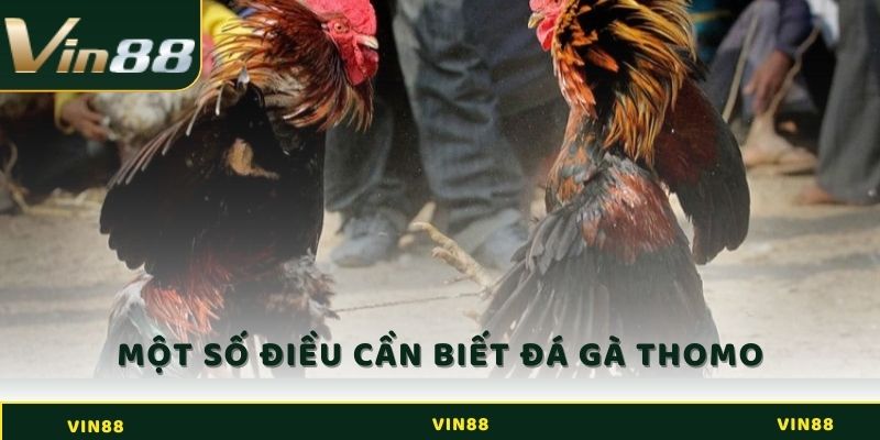 Đá Gà Thomo - Bật Mí Quy Tắc Tham Gia Cá Cược Hiệu Quả 2 Một số điều cần biết về đá gà Thomo
