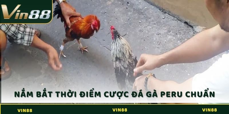Đá Gà Peru Là Gì? Bí Kíp Giúp Sư Kê Ôm Trọn Tiền Của Nhà Cái 4 Nắm bắt thời điểm cược đá gà Peru chuẩn tại Vin88