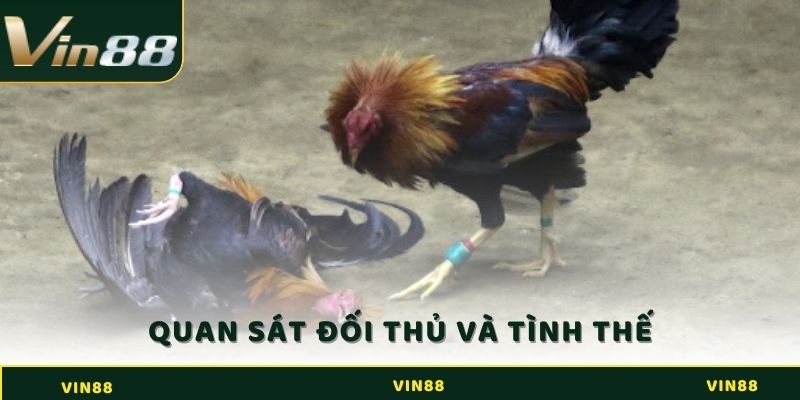 Đá Gà Cựa Dao - Trải Nghiệm Cá Cược Mới Lạ Tại Sân Đấu 4 Quan sát gà đối thủ và tình thế trước khi vào trận