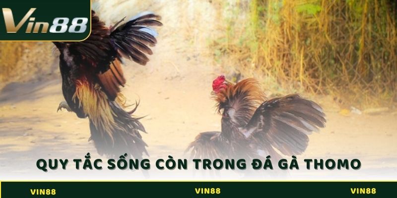 Đá Gà Thomo - Bật Mí Quy Tắc Tham Gia Cá Cược Hiệu Quả 4 Quy tắc sống còn khi tham gia cá cược đá gà Thomo
