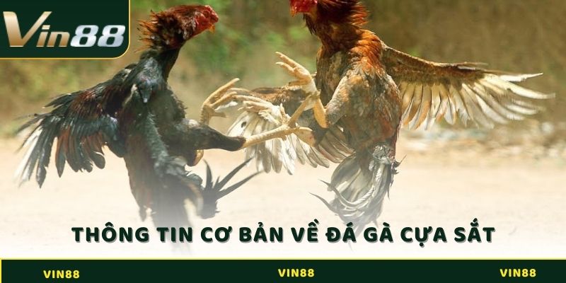 Đá Gà Cựa Sắt - Luật Chơi Chuẩn Nhất Dành Cho Sư Kê 2 Tìm hiểu những thông tin cơ bản về đá gà cựa sắt
