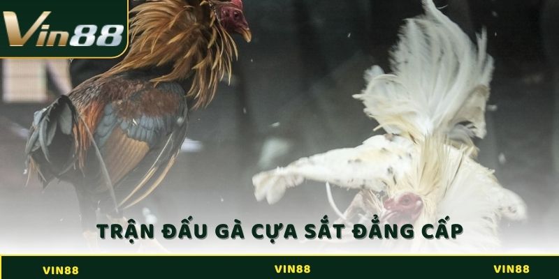 Đá Gà Cựa Sắt - Luật Chơi Chuẩn Nhất Dành Cho Sư Kê 4 Trận đấu gà cựa sắt đẳng cấp và hấp dẫn