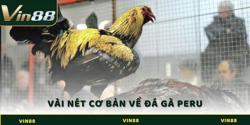 Đá Gà Peru Là Gì? Bí Kíp Giúp Sư Kê Ôm Trọn Tiền Của Nhà Cái 2 Vài nét cơ bản về đá gà Peru